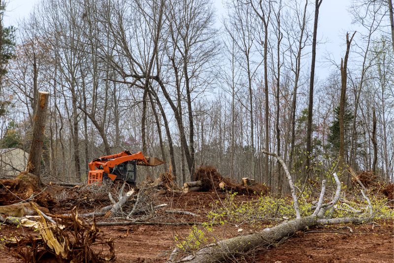land clearing in progress